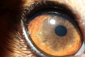 Die gesunde Hornhaut ist durchsichtig wie ein Glas, die Iris und die Pupille sind erkennbar