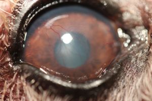 KCS, das trockene Auge therapiert