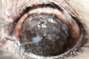 Endstadium Keratokonjunktivitis sicca, die Hornhaut ist undurchsichtig schwarz